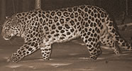 alcune note sul leopardo dell'Amur